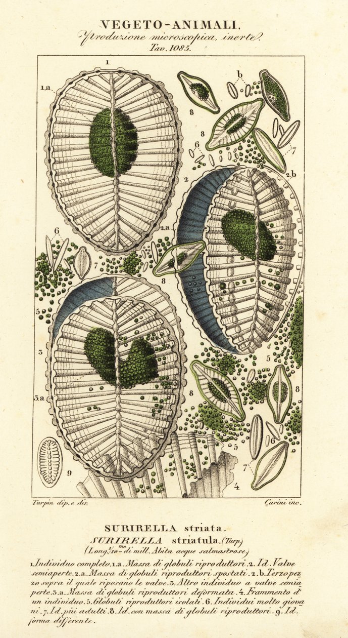 Plankton, Surirella striatula, Surirella striata od Corsi Corsi