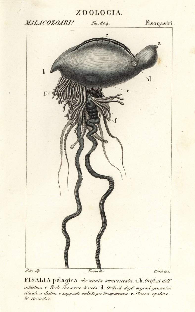 Portugalský válečný muž Physalia physalis od Corsi Corsi