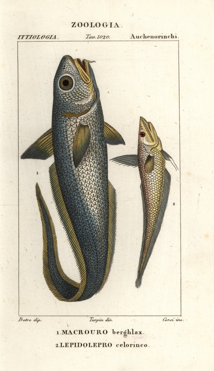 Hlavoun hrubohlavý nebo hlavoun cibulooký, Macrourus berglax 1 a hlavoun dutý, Coelorhynchus caelorhincus (Lepidoleprus coelorhynchus) 2 od Corsi Corsi