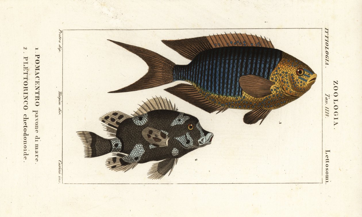 Sapphire damsel, Pomacentrus pavo, pavone di mare 1 a harlekýn sweetlips, Plectorhinchus chaetodonoides, Plettorinco chetodonoides 2 od Corsi Corsi