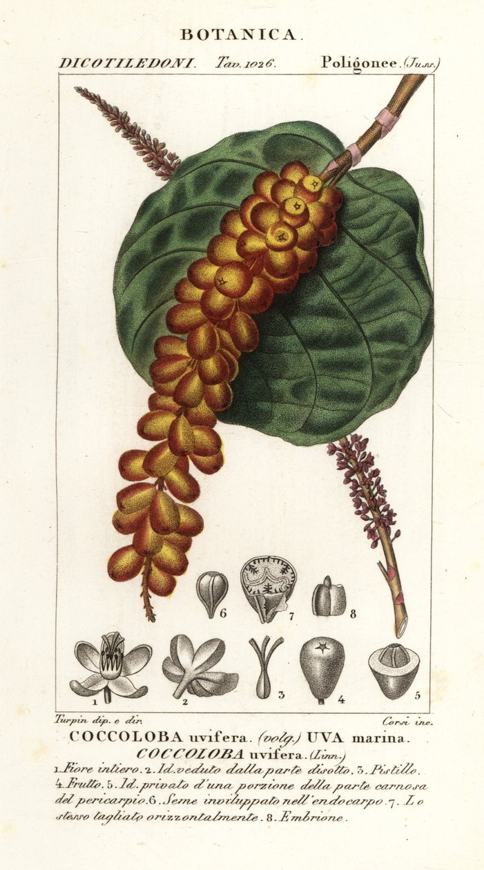 Mořský hrozn nebo bobkový hrozn, Coccoloba uvifera, Mořské hrozny od Corsi Corsi