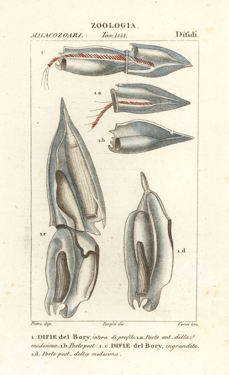 Sifonofory, Diphyes dispar, Diphyes boryi, Difie del Bory od Corsi Corsi