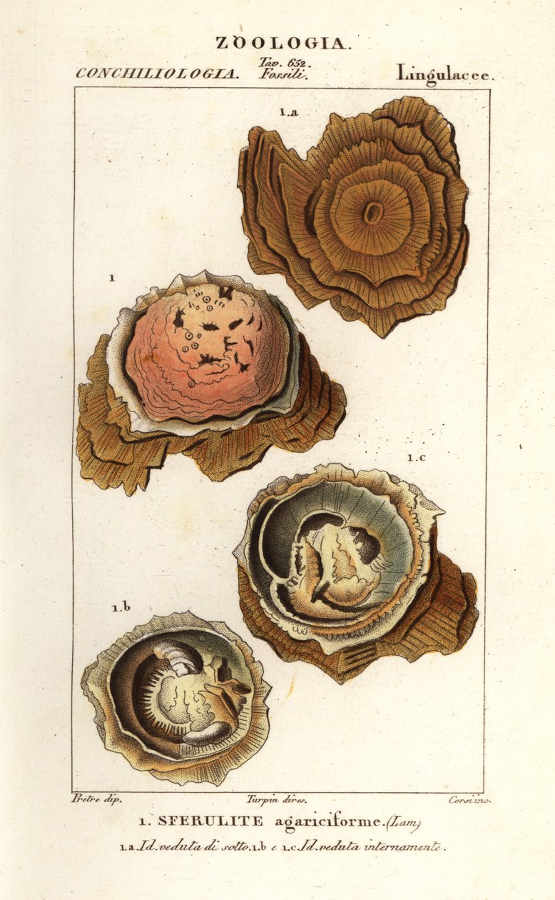 Spherulites agariciformis od Corsi Corsi