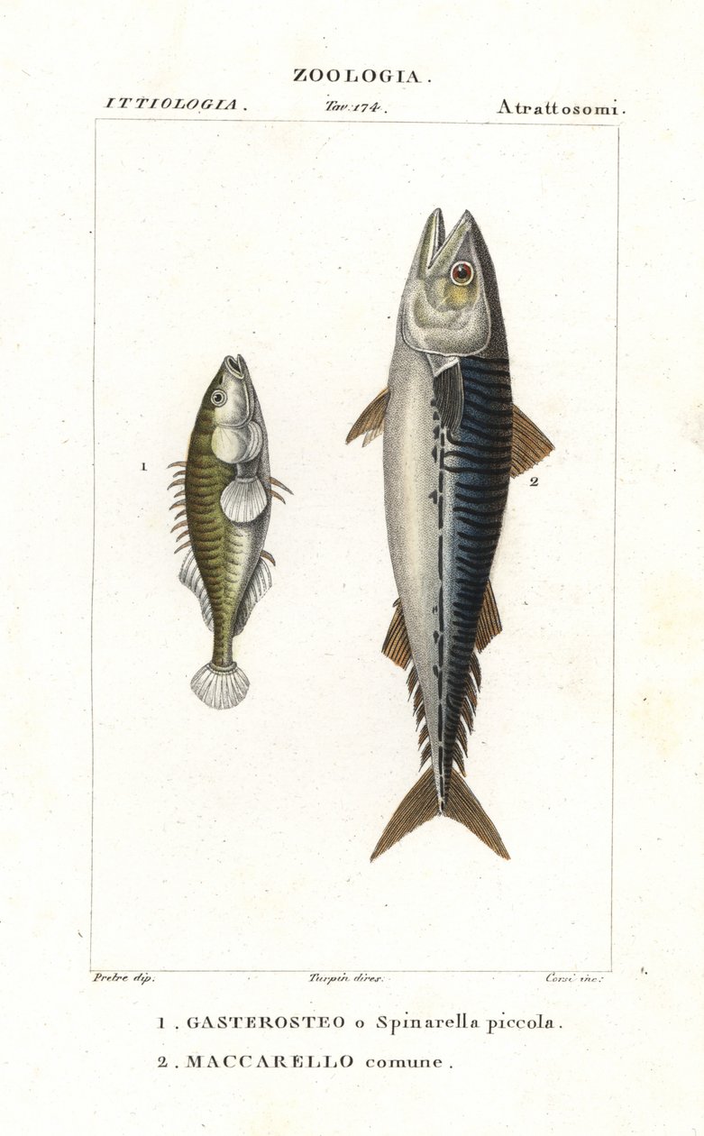 Třícípý lipkavec a makrela atlantická od Corsi Corsi