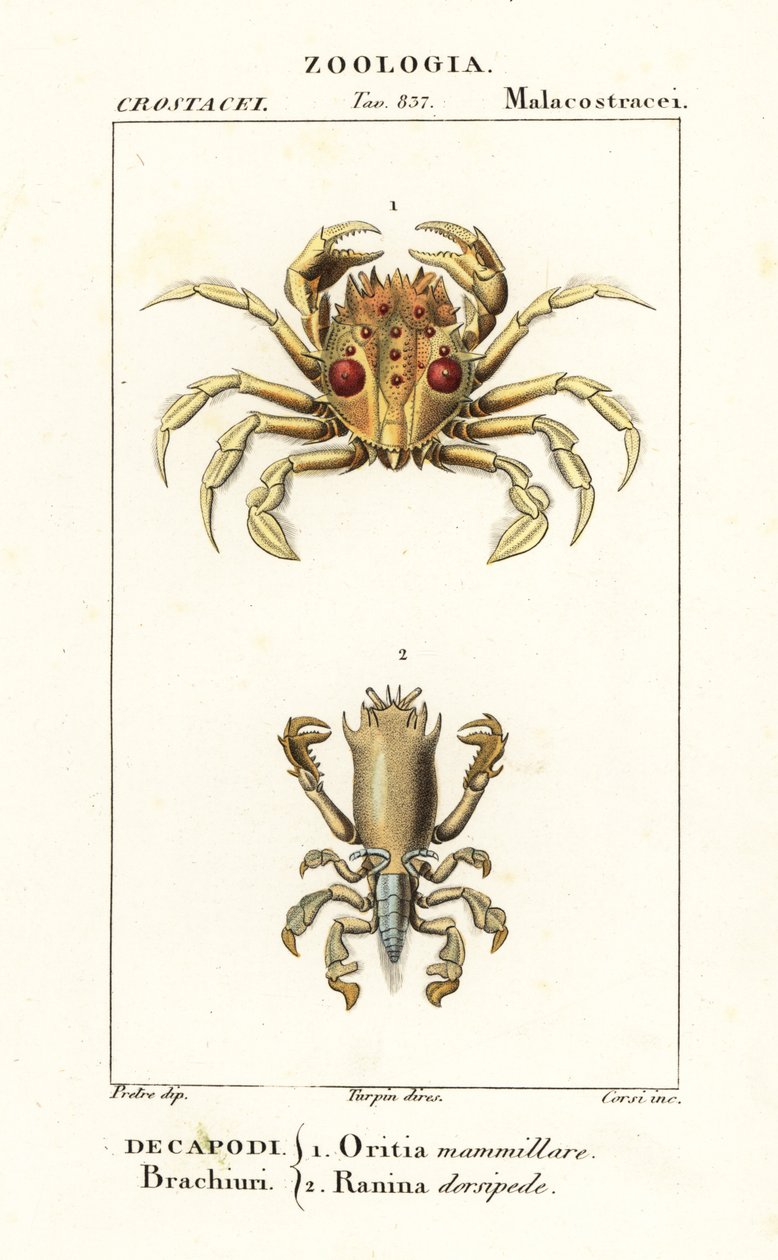 Krab tygr a krab žába od Corsi Corsi