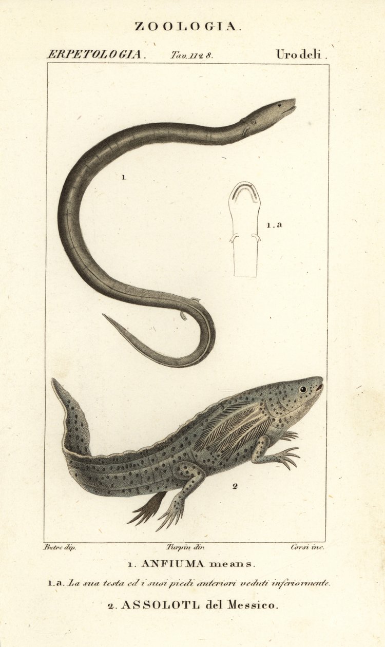 Amphiuma dvouprstá, Amphiuma znamená, Anfiuma znamená 1, a kriticky ohrožený axolotl neboli mexická kráčející ryba, Ambystoma mexicanum, Assolotl del Messico 2 od Corsi Corsi