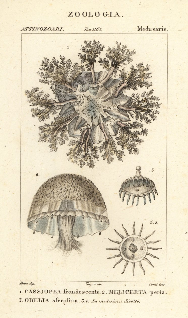 Medúza vzhůru nohama, Cassiopea frondosa 1, Melicertum species 2 a obelia polyp 3 od Corsi Corsi