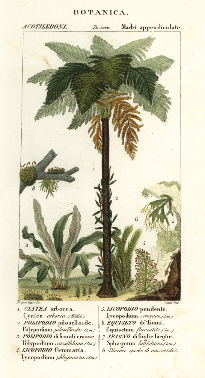 kapradina západoindická, Cyathea arborea, kapradina révová, Microgramma piloselloides 2, kapradina půvabná, Niphidium crassifolium 3, kapradina střapec obecná, Huperzia phlegmaria 4, kyjovník obecný, Lycopodiella cernua 5, přeslička vodní od Corsi Corsi