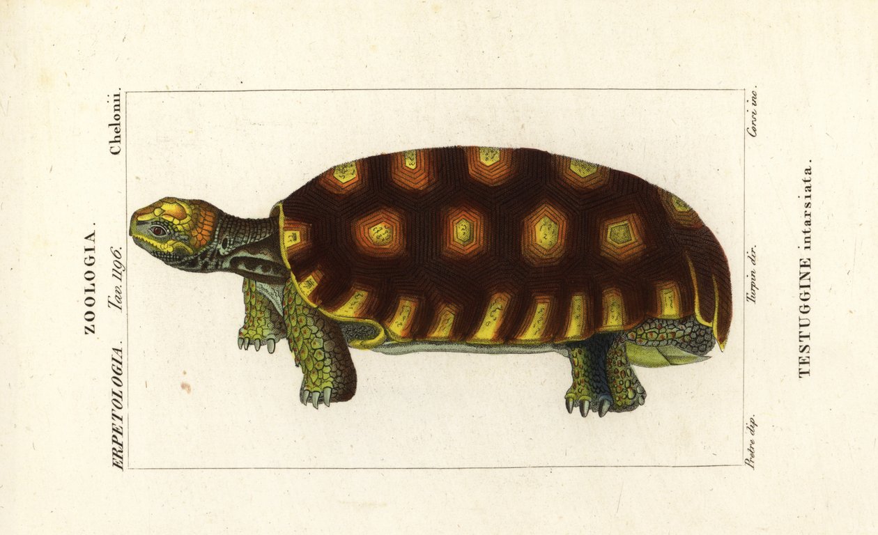 želva žlutonohá nebo želva velká brazilská, Chelonoidis denticulatus Testudo tabulata Testuginne intarsiata od Corsi Corsi