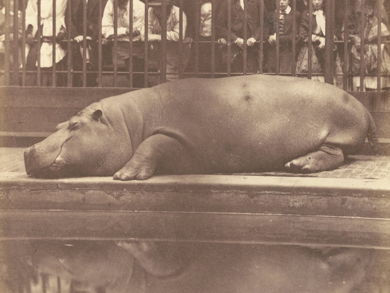 Hroch v zoologické zahradě, Regents Park od Count de Montizon