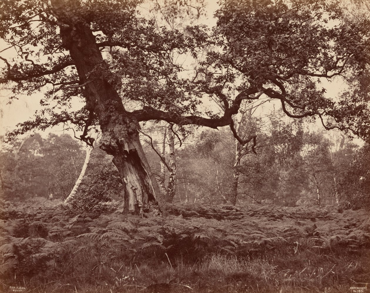 Studie stromů,c. 1870 (foto) od Cox & Son