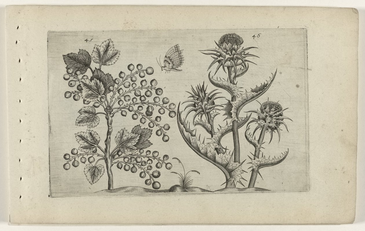 Aalbes a Mariadistel Know the Lilies (název série) od Crispijn van de Passe (I) (attributed to)