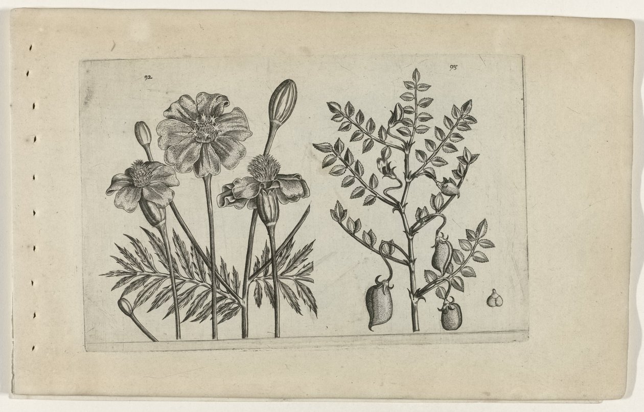 Tagetes a cizrna Cognoscite lilia (název série) od Crispijn van de Passe (I) (attributed to)