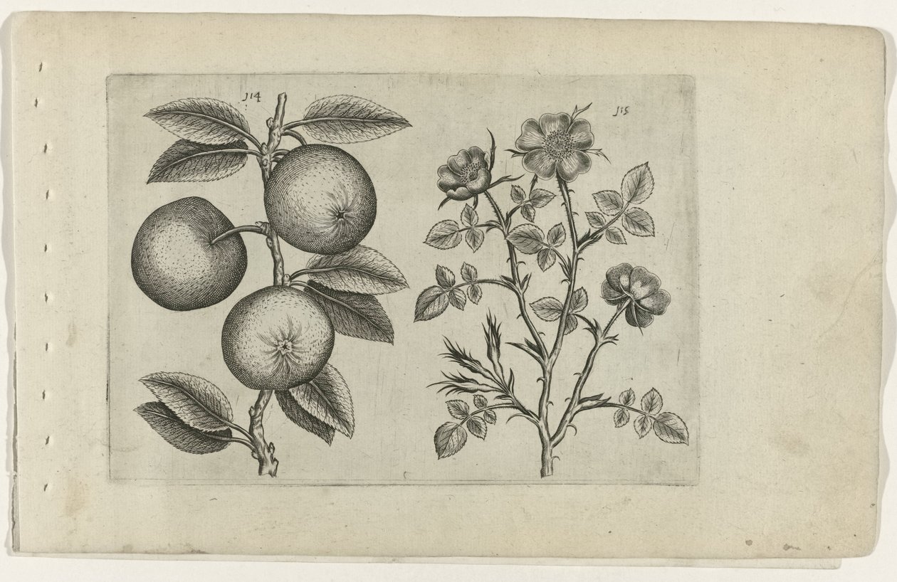 Apple a pes růže Cognoscite lilia (název série) od Crispijn van de Passe (I) (attributed to)