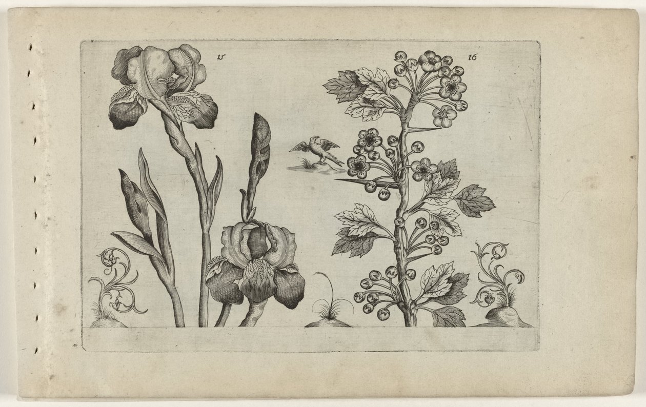 Bardiris a coralmeidoorn Cognoscite Lily (název série) od Crispijn van de Passe (I) (attributed to)