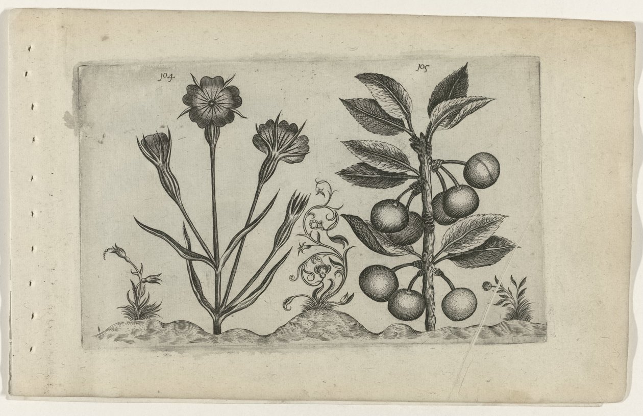 Bolderik en zure kers Know the Lilies (název série) od Crispijn van de Passe (I) (attributed to)
