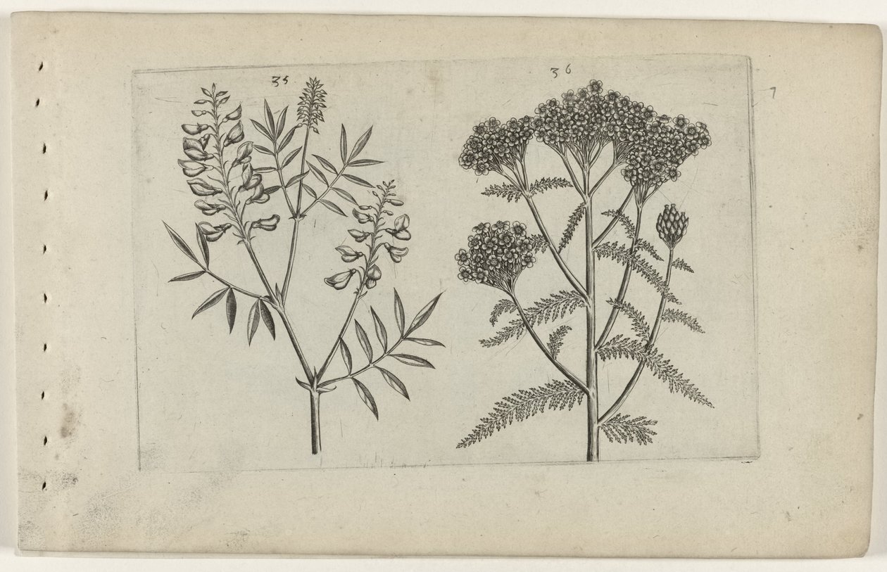 Boswikke a tuizendblad Know the Lilies (název série) od Crispijn van de Passe (I) (attributed to)