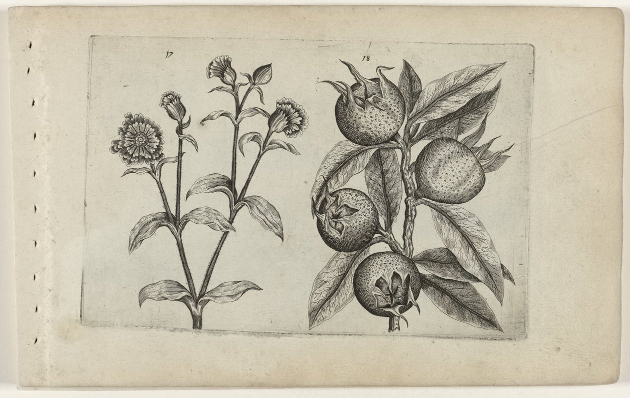 Den kukačka květina a mišpule Cognoscite lilia (název série) od Crispijn van de Passe (I) (attributed to)