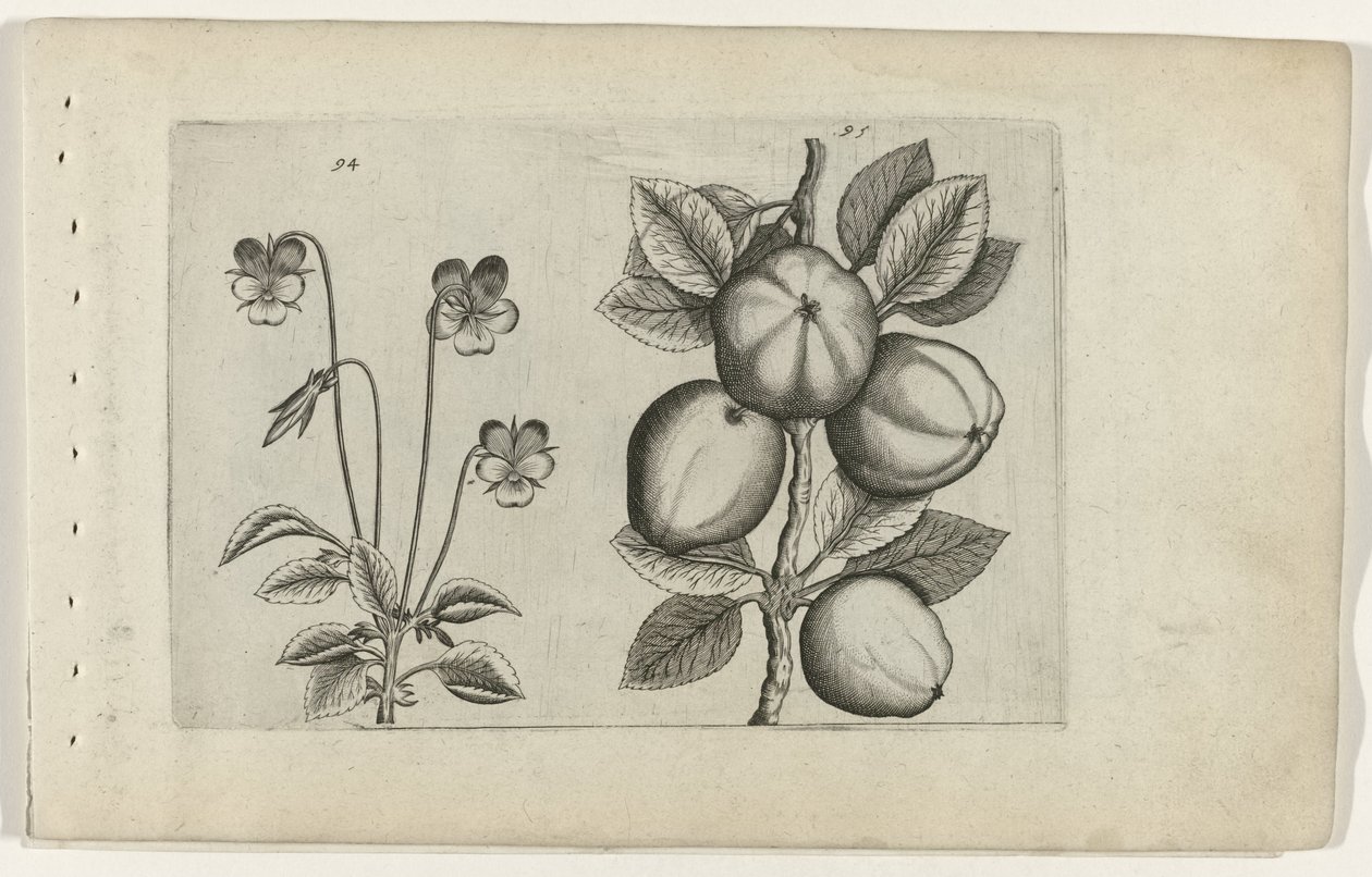 Tricolor fialová a jablko Cognoscite lilia (název série) od Crispijn van de Passe (I) (attributed to)
