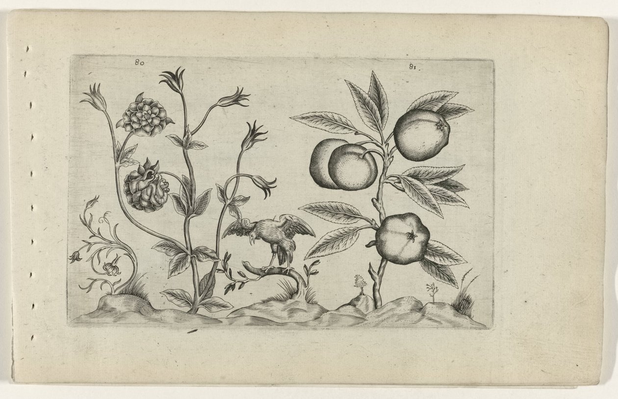 Dubbele akelei en appel Know the Lilies (název série) od Crispijn van de Passe (I) (attributed to)