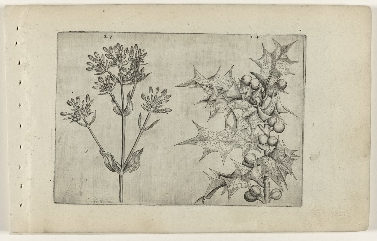 Centaury(?) a Holly Cognoscite lilia (název série) od Crispijn van de Passe (I) (attributed to)