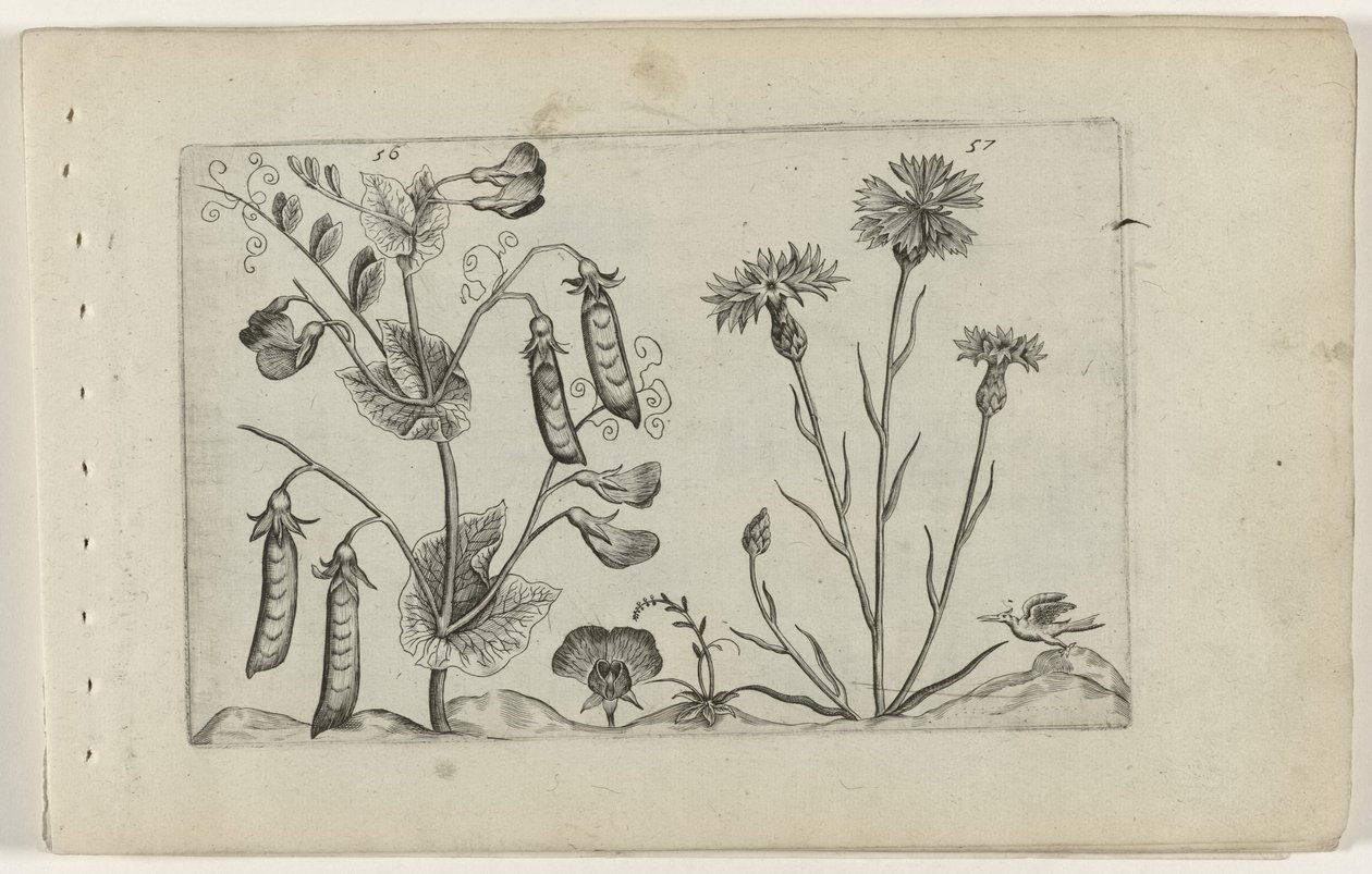 Erwt en kořenbloem Know the Lilies (název série) od Crispijn van de Passe (I) (attributed to)