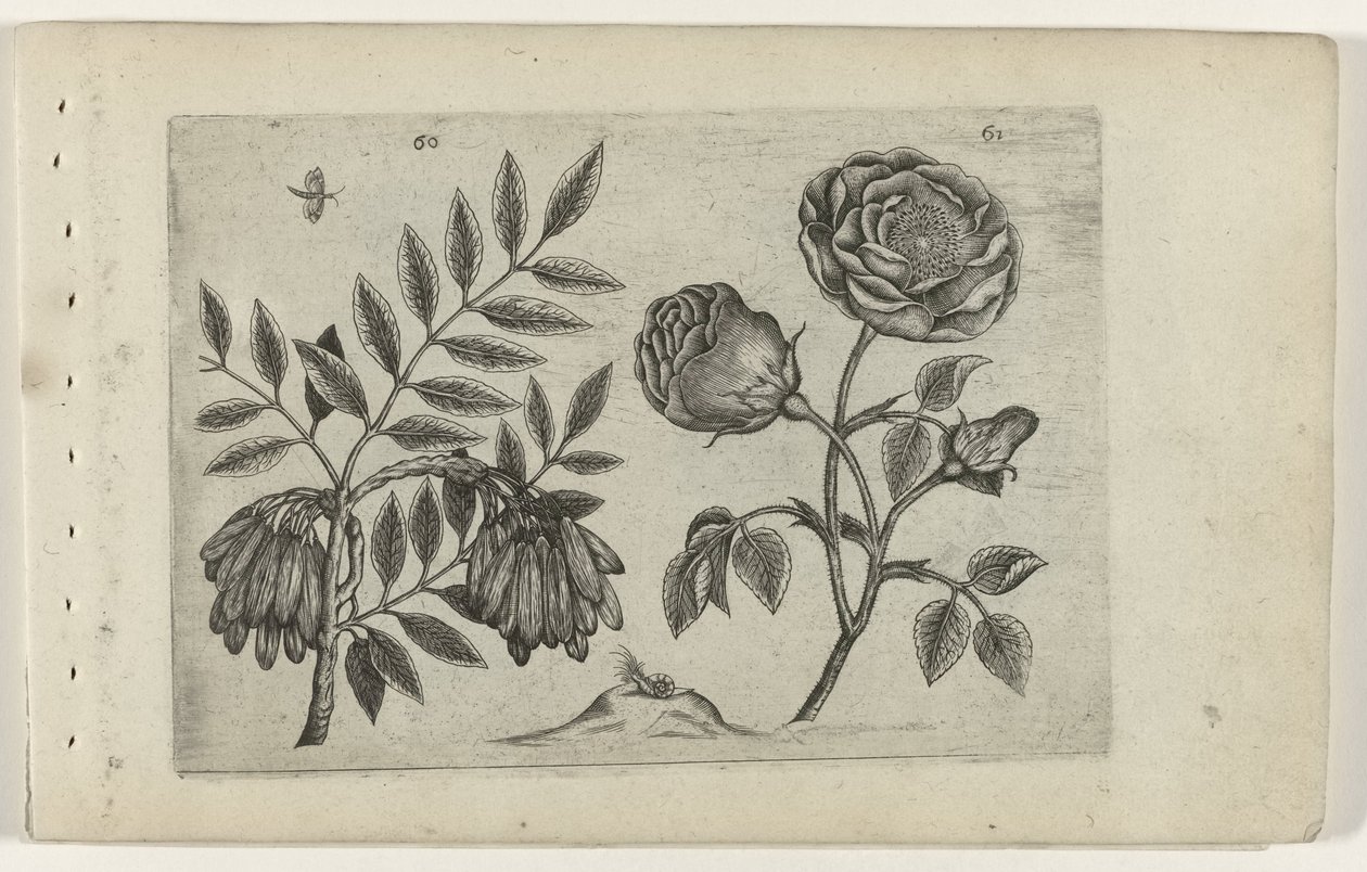 Jste en roos Know the Lilies (název série) od Crispijn van de Passe (I) (attributed to)