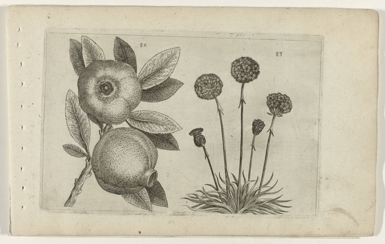 Granaatappel en Engels gras Know the Lilies (název série) od Crispijn van de Passe (I) (attributed to)