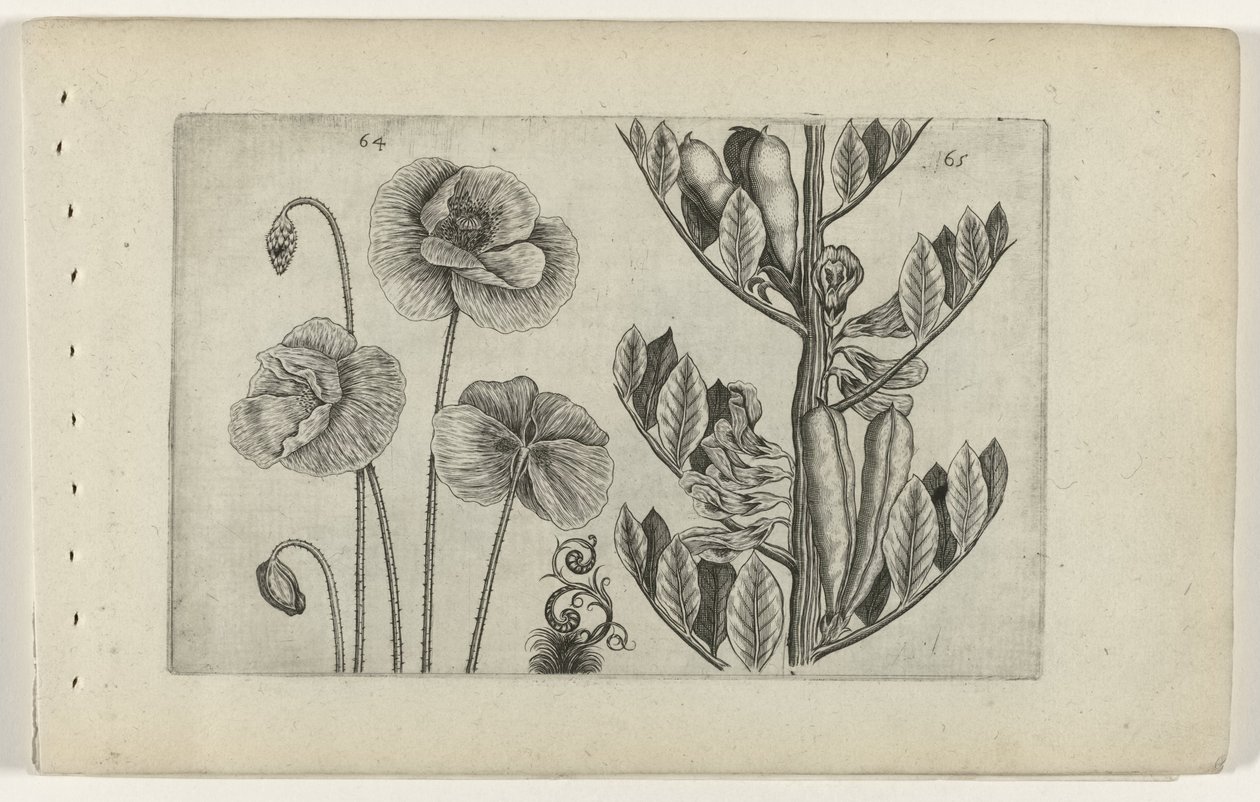 Velký mák a bob obecný Cognoscite lilia (název série) od Crispijn van de Passe (I) (attributed to)