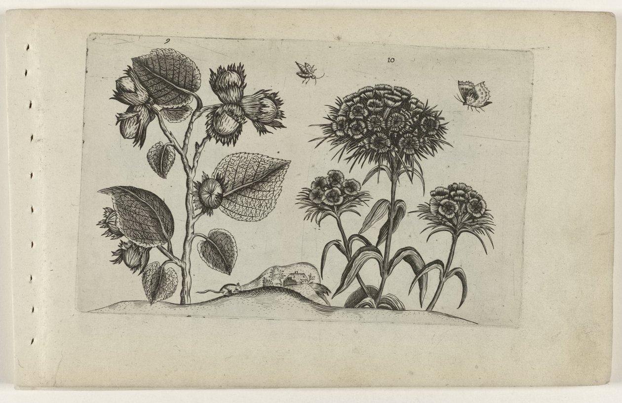 Hazel a sladký William Cognoscite lilia (název série) od Crispijn van de Passe (I) (attributed to)