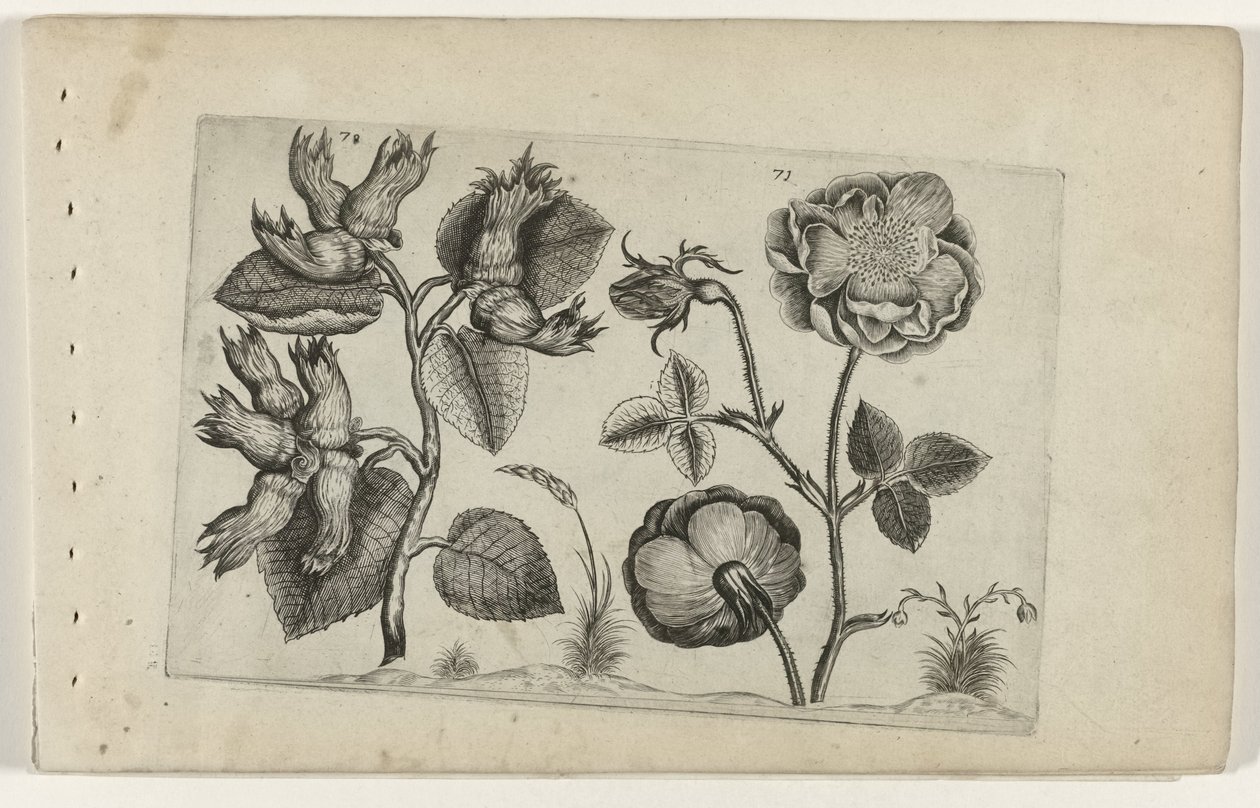 Hazelaar v růžích Cognoscite Lily (název série) od Crispijn van de Passe (I) (attributed to)
