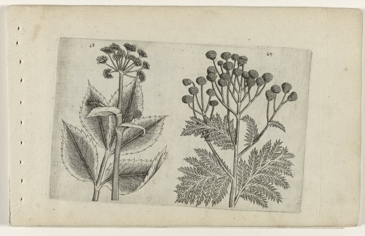 Hertswortel en boerenwormkruid Know the Lilies (název série) od Crispijn van de Passe (I) (attributed to)