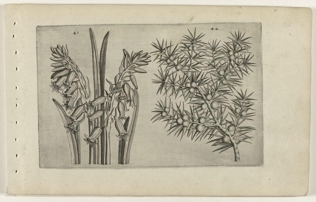 Hyacint en jenerbes Know the Lilies (název série) od Crispijn van de Passe (I) (attributed to)