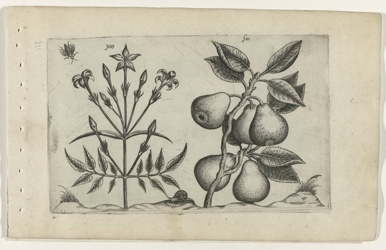 Jasmín a hruška Cognoscite lilia (název série) od Crispijn van de Passe (I) (attributed to)