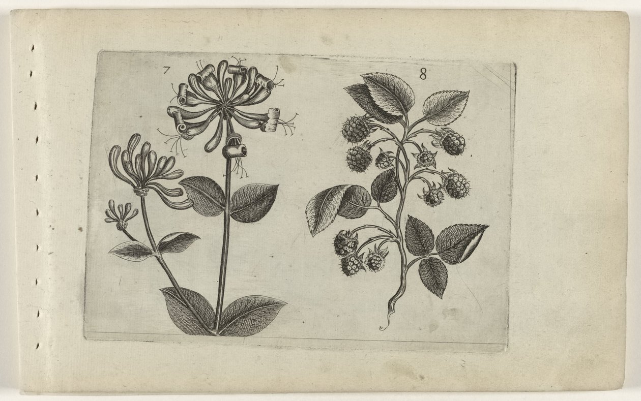 Kamperfoelie en framboos Know the Lilies (název série) od Crispijn van de Passe (I) (attributed to)