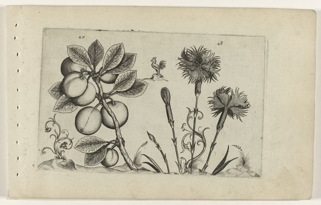 Kerspruit en tuinanjer Know the Lilies (název série) od Crispijn van de Passe (I) (attributed to)