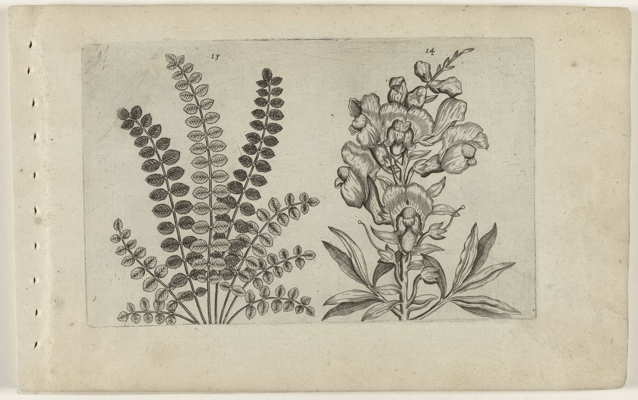 Malý pupínek a velký chňapal Cognoscite Lilia (název série) od Crispijn van de Passe (I) (attributed to)