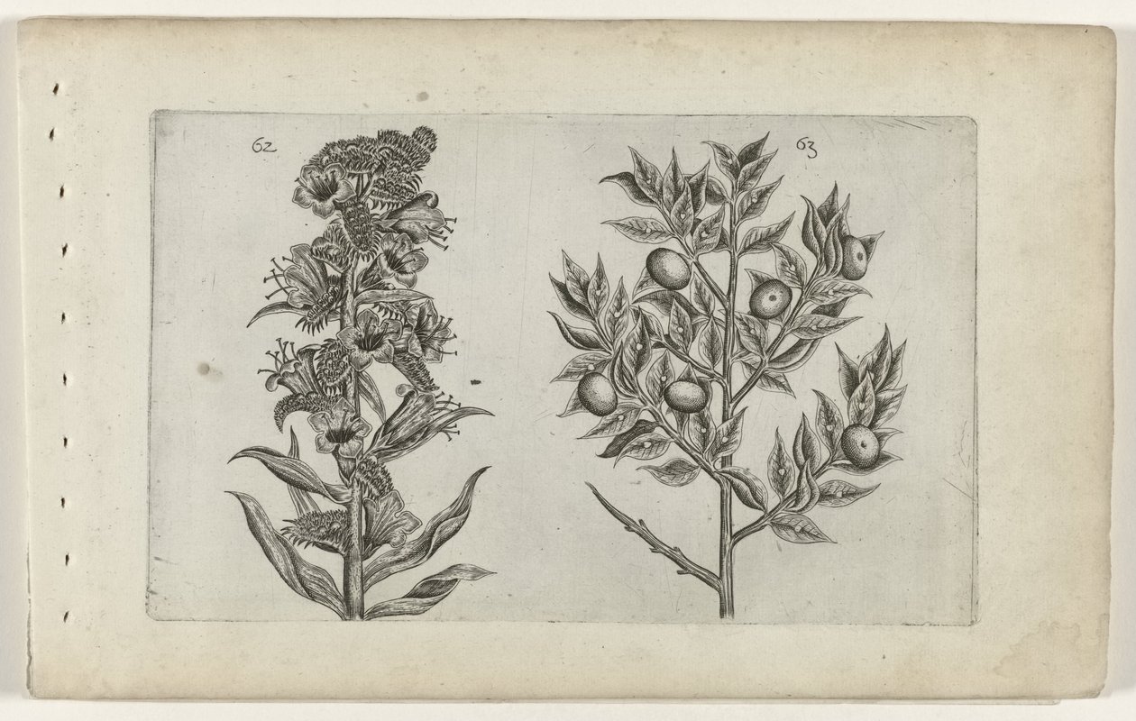 Kromhals en muisdoorn Know the Lilies (název série) od Crispijn van de Passe (I) (attributed to)