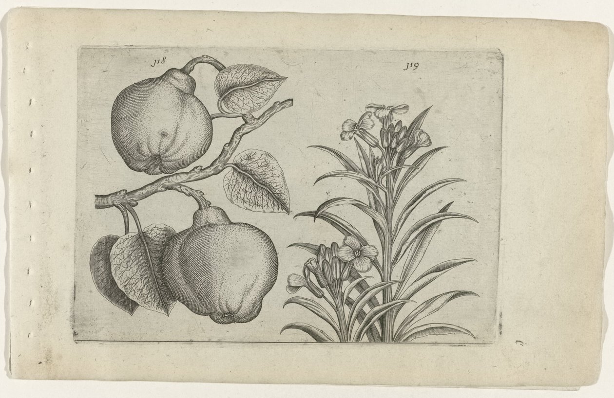 Kweepeer a muurbloem Cognoscite Lily (název série) od Crispijn van de Passe (I) (attributed to)