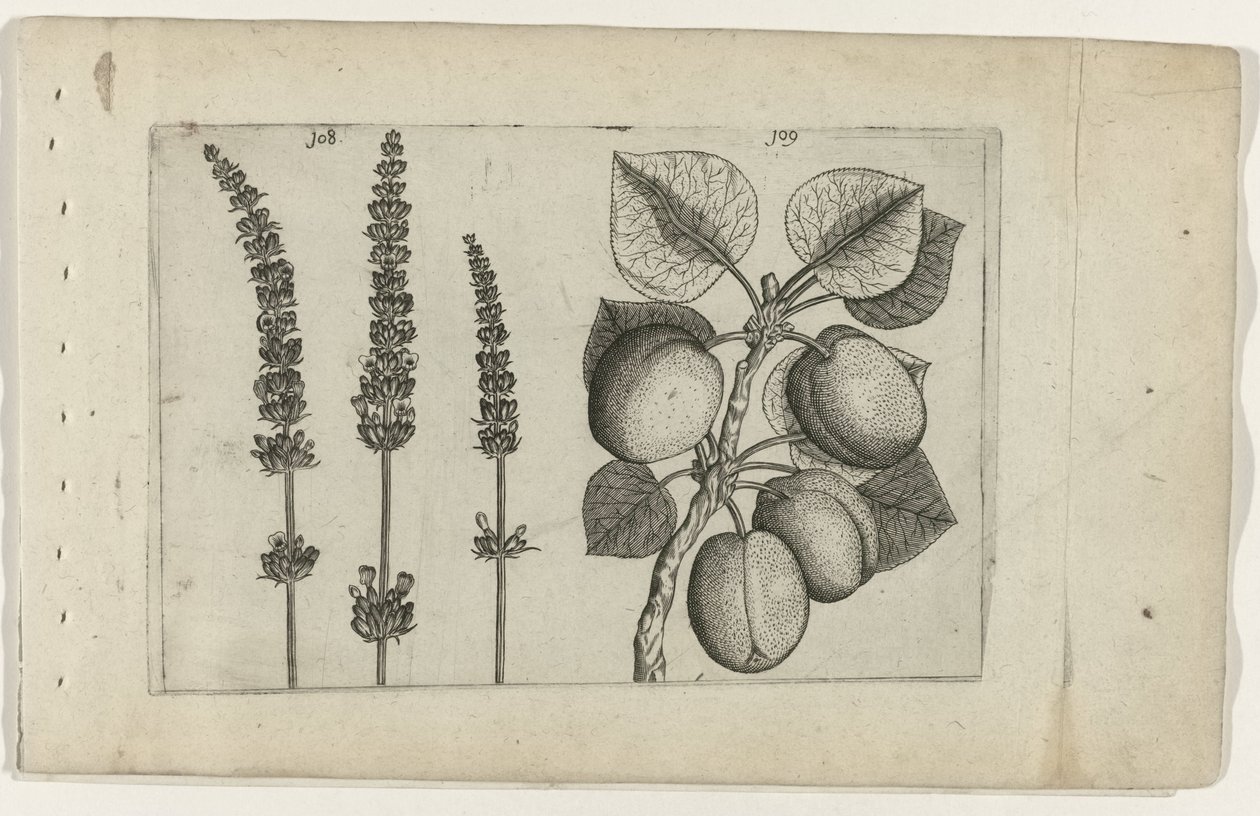 Levandule a meruňky Know the Lilies (název série) od Crispijn van de Passe (I) (attributed to)