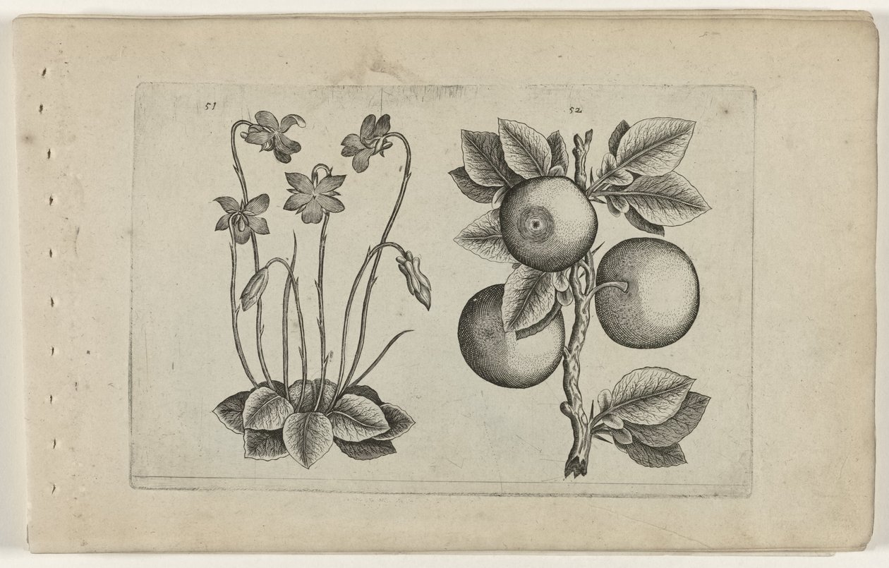 březen fialová a oranžová Cognoscite lilia (název série) od Crispijn van de Passe (I) (attributed to)