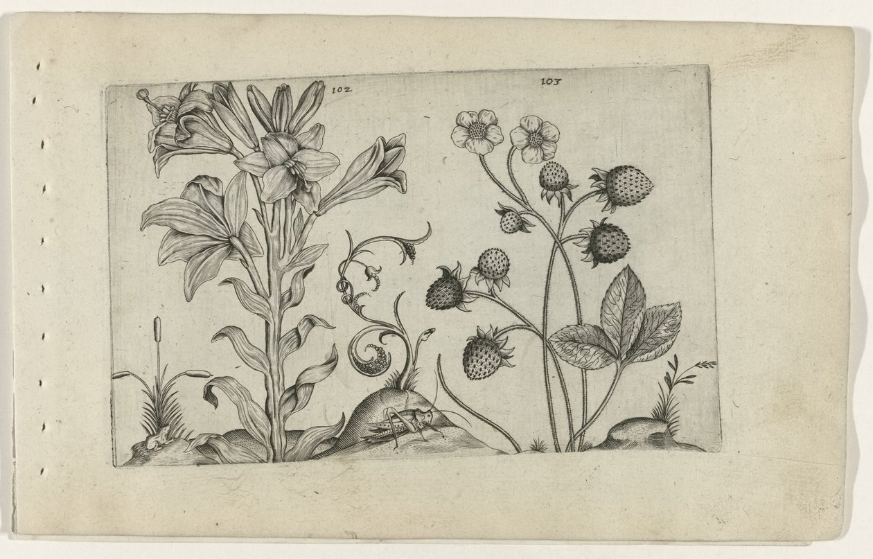 Madonnalelie v Aardbei Know the Lilies (název série) od Crispijn van de Passe (I) (attributed to)