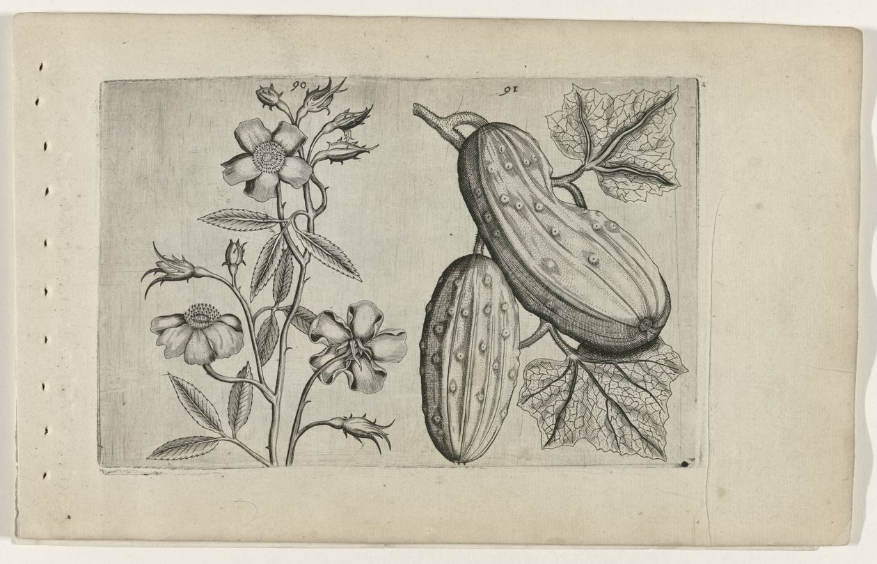 Muskusroos en komkor Know the Lilies (název série) od Crispijn van de Passe (I) (attributed to)