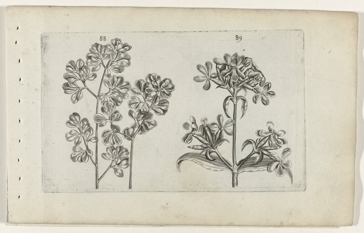 Kapradina a mydlice Cognoscite lilia (název série) od Crispijn van de Passe (I) (attributed to)