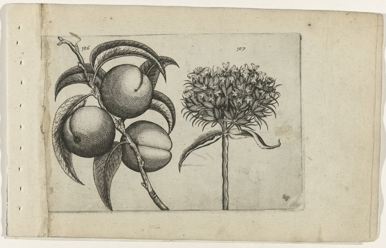 Broskev a spalující láska Cognoscite lilia (název série) od Crispijn van de Passe (I) (attributed to)