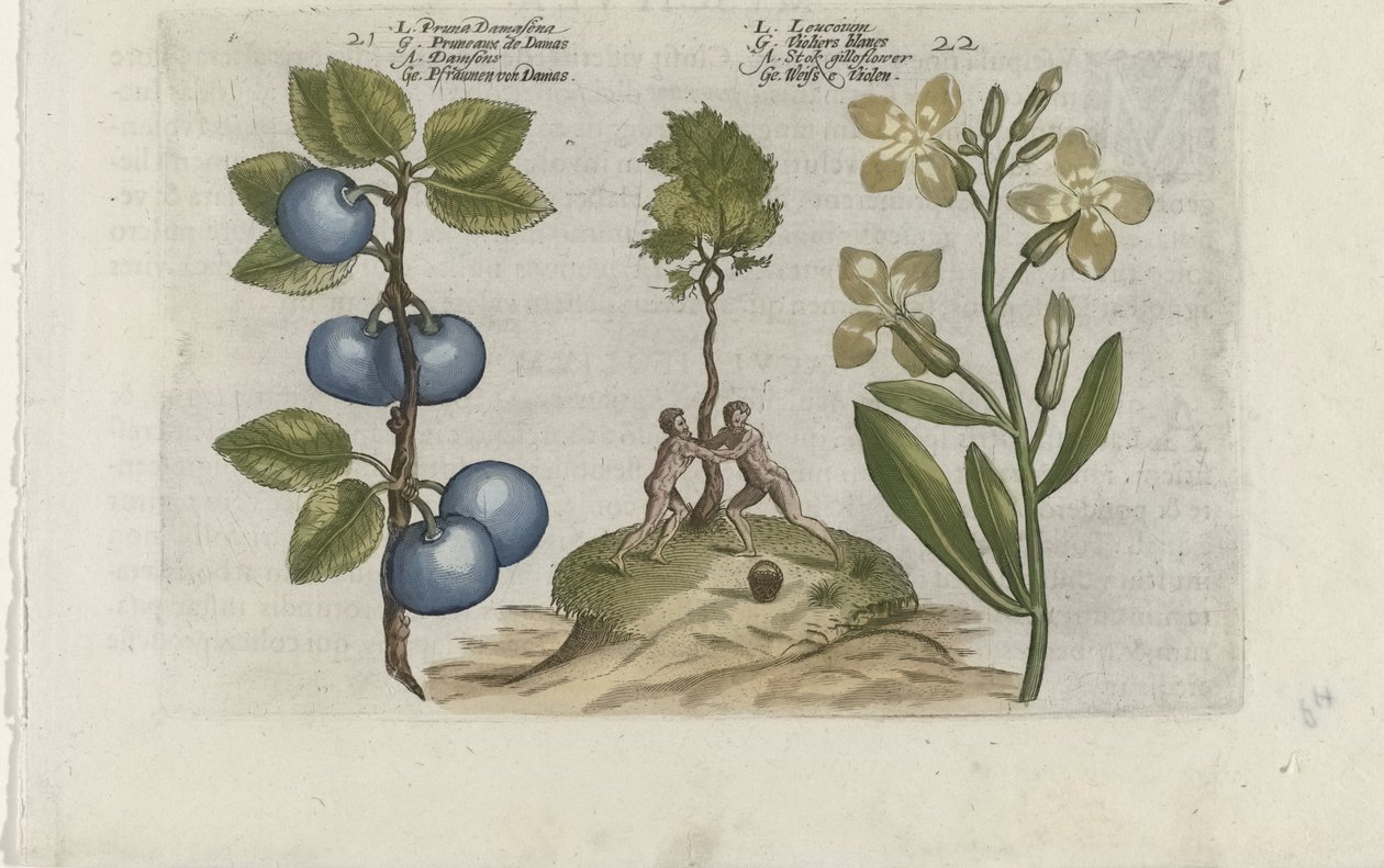 Pruim en muurbloem Pruna Damasena / Leucojum (název na objektu) Know the Lilies (název série) od Crispijn van de Passe (I) (attributed to)