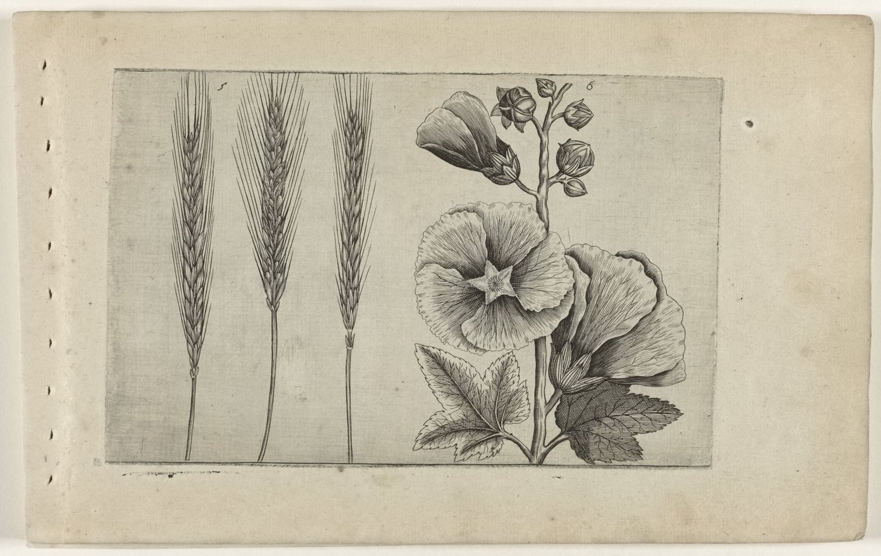 Rogge en stokroos Know the Lilies (název série) od Crispijn van de Passe (I) (attributed to)