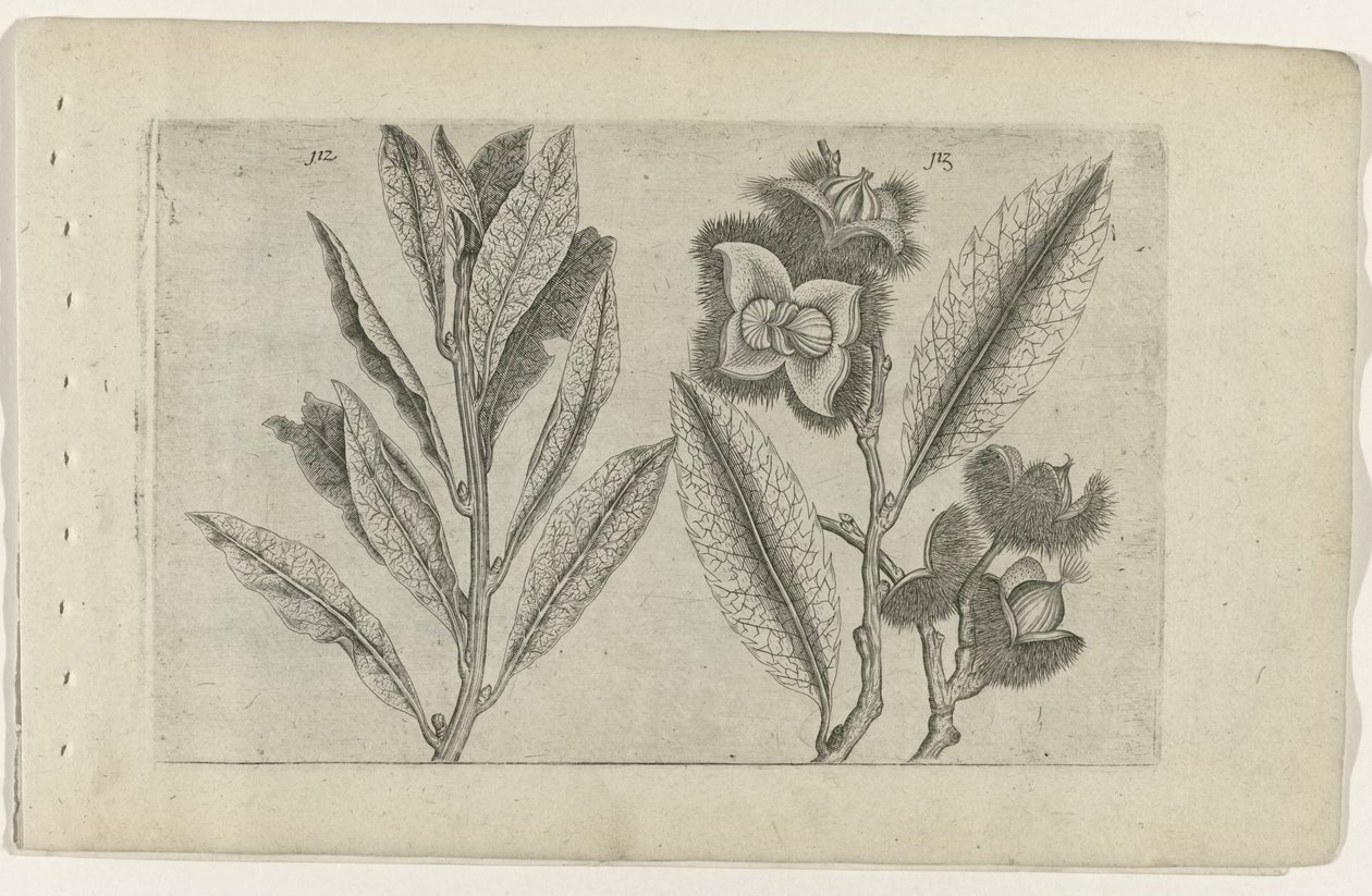 Salie en tamme kastanje Know the Lilies (název série) od Crispijn van de Passe (I) (attributed to)