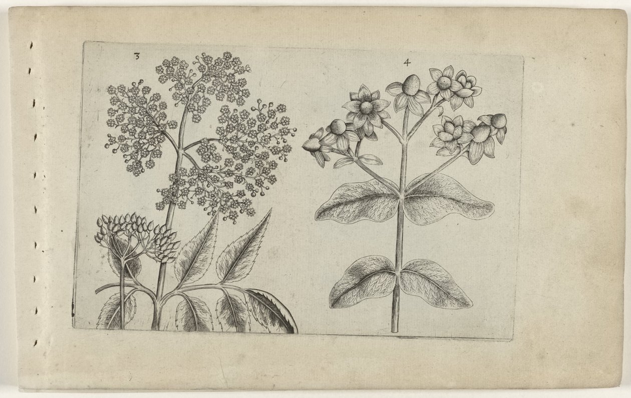Sering en mansbloed Know the Lilies (název série) od Crispijn van de Passe (I) (attributed to)