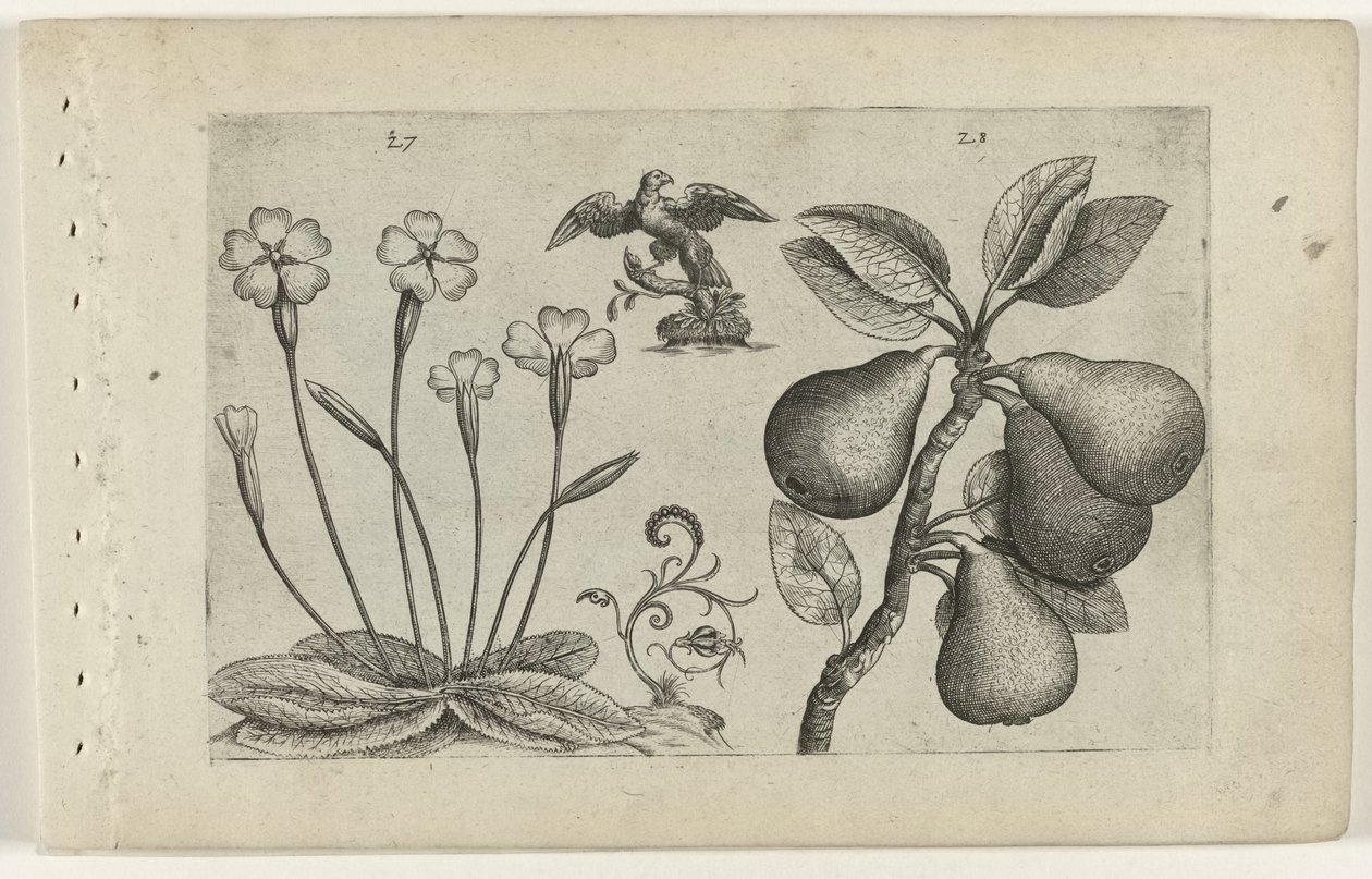 Sleutelbloem en peer Know the Lilies (název série) od Crispijn van de Passe (I) (attributed to)